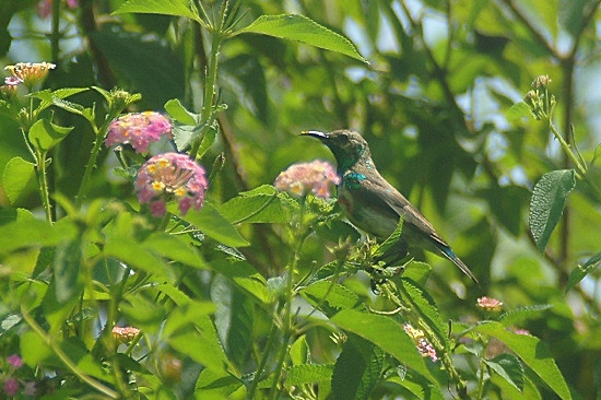 Olive-Bellied Sunbird.JPG